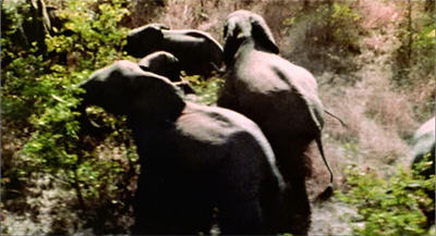 HOTLD80-elephants1b