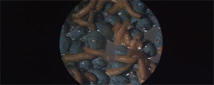 WOTI68-larvae1b